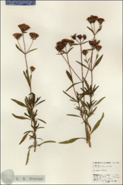URN_catalog_HBHinton_herbarium_24933.jpg.jpg