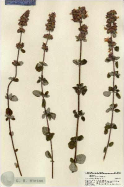URN_catalog_HBHinton_herbarium_22367.jpg.jpg