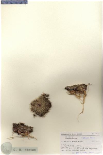 URN_catalog_HBHinton_herbarium_27163.jpg.jpg
