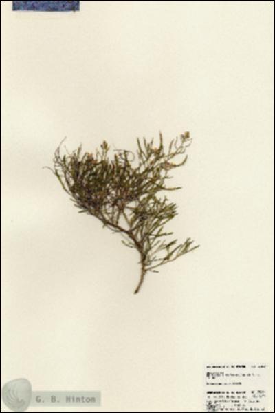 URN_catalog_HBHinton_herbarium_23843.jpg.jpg