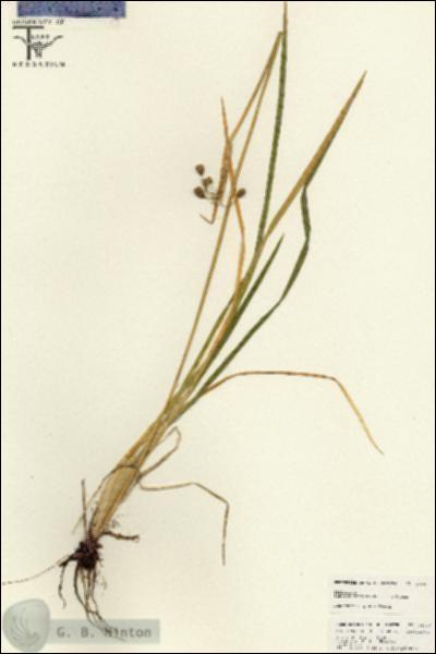 URN_catalog_HBHinton_herbarium_22440.jpg.jpg