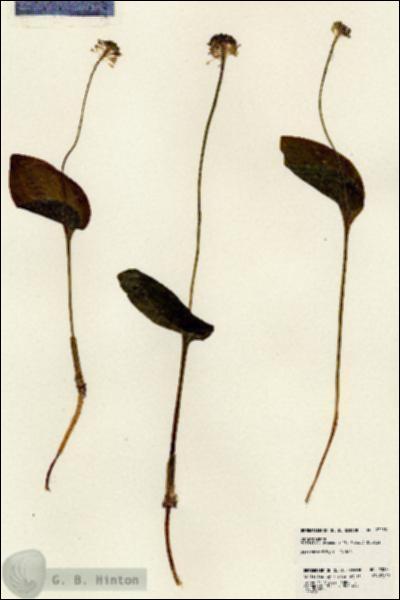 URN_catalog_HBHinton_herbarium_23233.jpg.jpg