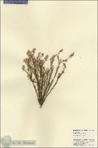 URN_catalog_HBHinton_herbarium_21874.jpg.jpg