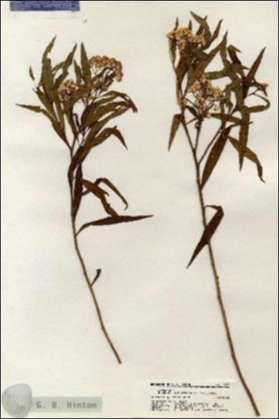 URN_catalog_HBHinton_herbarium_20875.jpg.jpg
