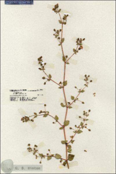 URN_catalog_HBHinton_herbarium_19952.jpg.jpg