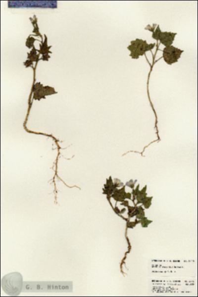URN_catalog_HBHinton_herbarium_23415.jpg.jpg