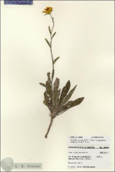 URN_catalog_HBHinton_herbarium_28049.jpg.jpg