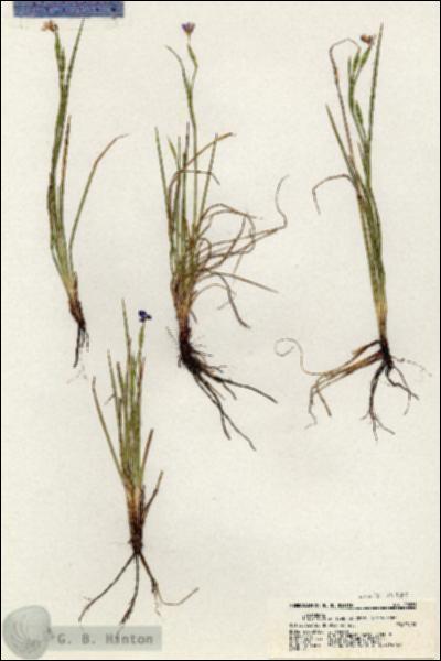 URN_catalog_HBHinton_herbarium_20281.jpg.jpg