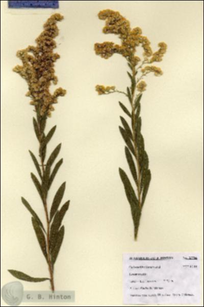 URN_catalog_HBHinton_herbarium_27786.jpg.jpg