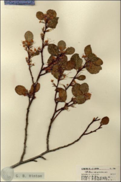 URN_catalog_HBHinton_herbarium_21843.jpg.jpg