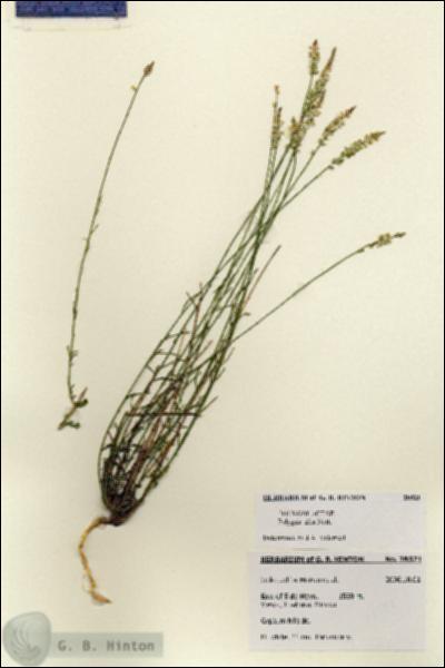 URN_catalog_HBHinton_herbarium_28521.jpg.jpg
