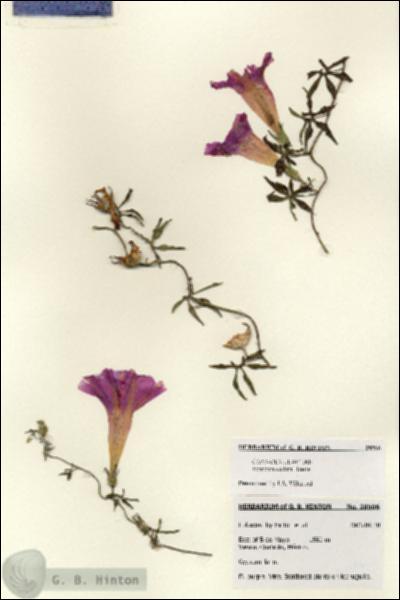 URN_catalog_HBHinton_herbarium_28506.jpg.jpg