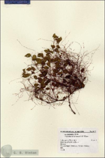 URN_catalog_HBHinton_herbarium_8177.jpg.jpg