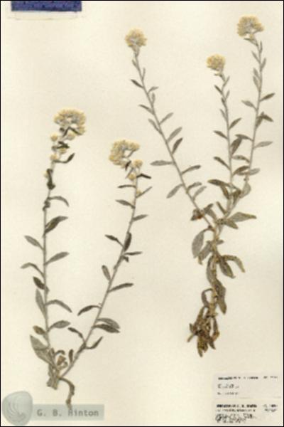 URN_catalog_HBHinton_herbarium_23835.jpg.jpg