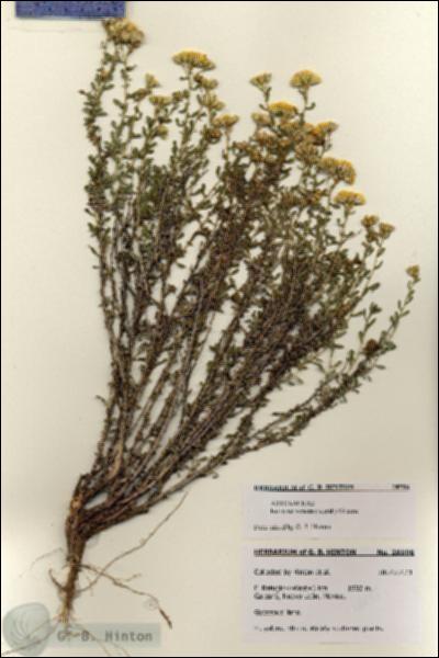 URN_catalog_HBHinton_herbarium_28598.jpg.jpg