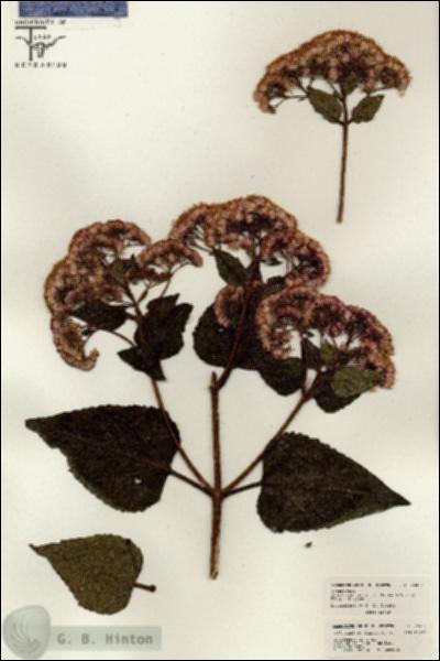 URN_catalog_HBHinton_herbarium_26402.jpg.jpg