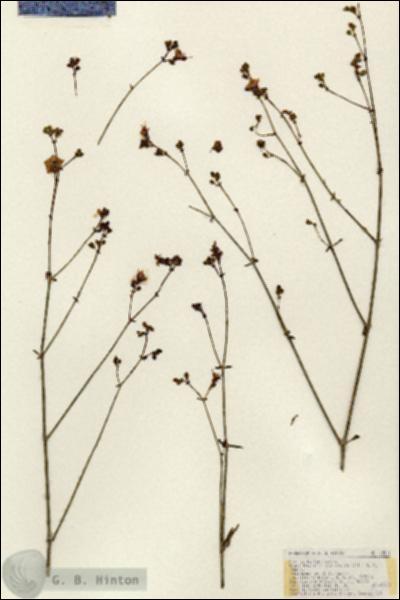 URN_catalog_HBHinton_herbarium_18511.jpg.jpg