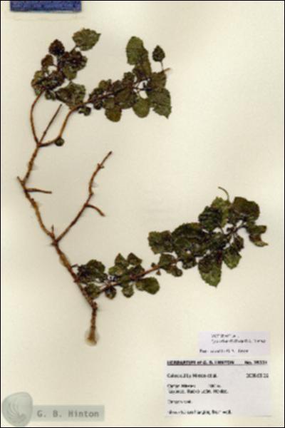 URN_catalog_HBHinton_herbarium_28331.jpg.jpg