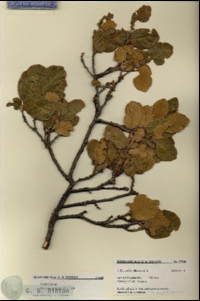 URN_catalog_HBHinton_herbarium_27538.jpg.jpg