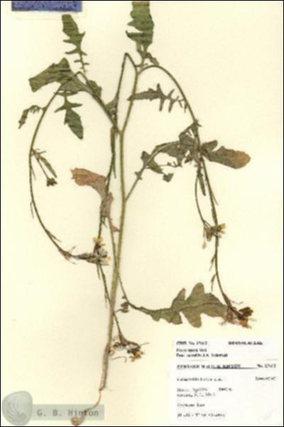 URN_catalog_HBHinton_herbarium_27612.jpg.jpg