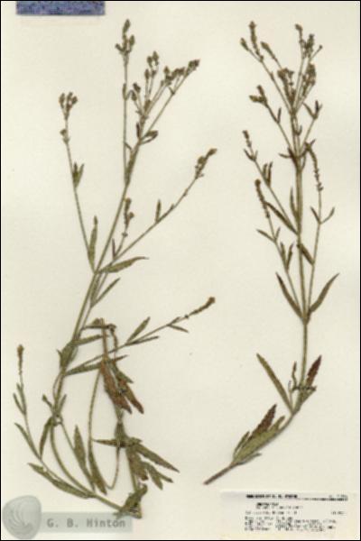 URN_catalog_HBHinton_herbarium_21266.jpg.jpg