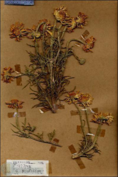 URN_catalog_HBHinton_herbarium_18863.jpg.jpg