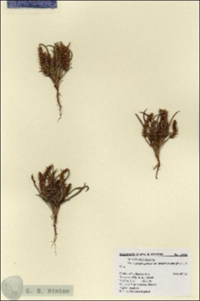 URN_catalog_HBHinton_herbarium_18985.jpg.jpg