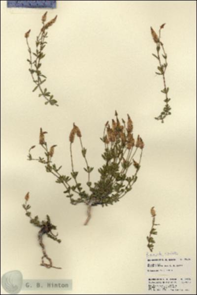 URN_catalog_HBHinton_herbarium_21974.jpg.jpg