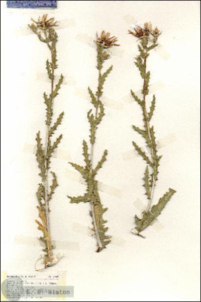 URN_catalog_HBHinton_herbarium_19447.jpg.jpg