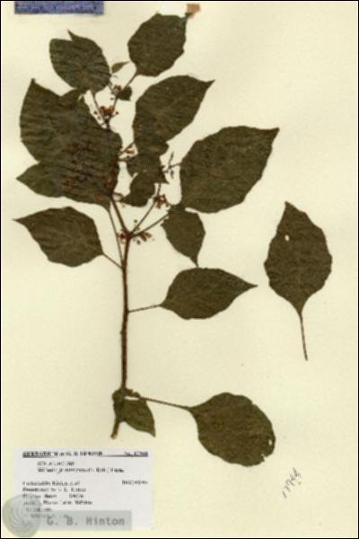URN_catalog_HBHinton_herbarium_17944.jpg.jpg