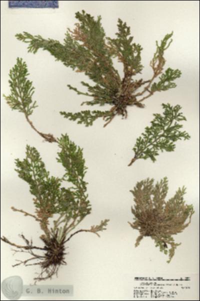 URN_catalog_HBHinton_herbarium_22532.jpg.jpg
