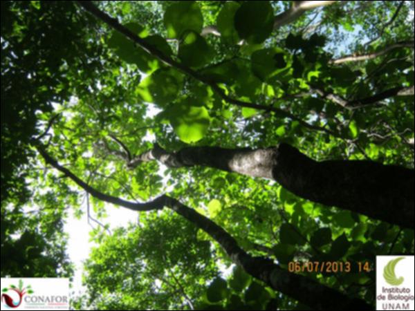 50735_S1_ARC_20130706_001_001.jpg.jpg