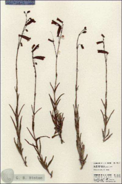 URN_catalog_HBHinton_herbarium_23582.jpg.jpg