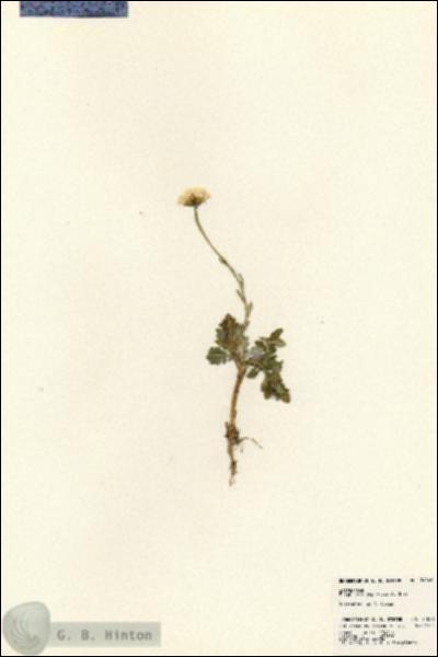 URN_catalog_HBHinton_herbarium_24046.jpg.jpg