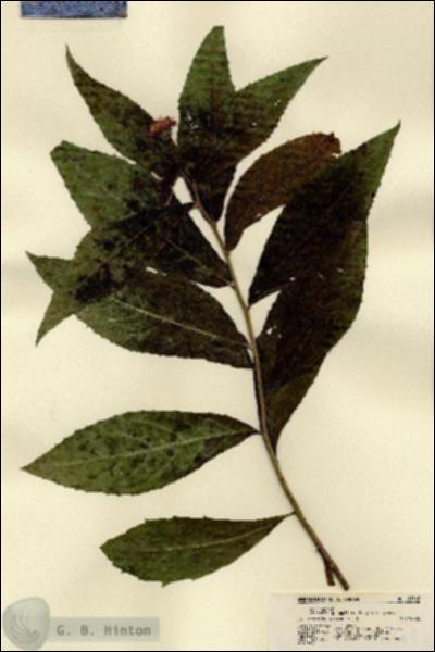 URN_catalog_HBHinton_herbarium_21568.jpg.jpg