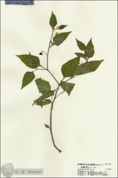 URN_catalog_HBHinton_herbarium_21270.jpg.jpg