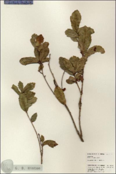 URN_catalog_HBHinton_herbarium_25178.jpg.jpg
