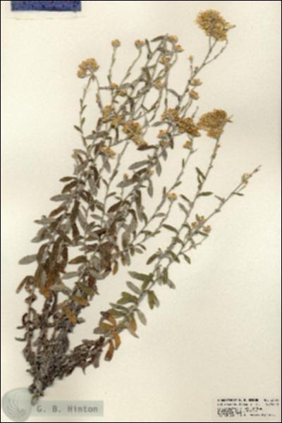 URN_catalog_HBHinton_herbarium_23593.jpg.jpg