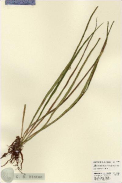 URN_catalog_HBHinton_herbarium_22653.jpg.jpg