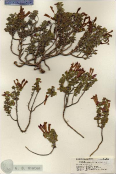 URN_catalog_HBHinton_herbarium_18213.jpg.jpg
