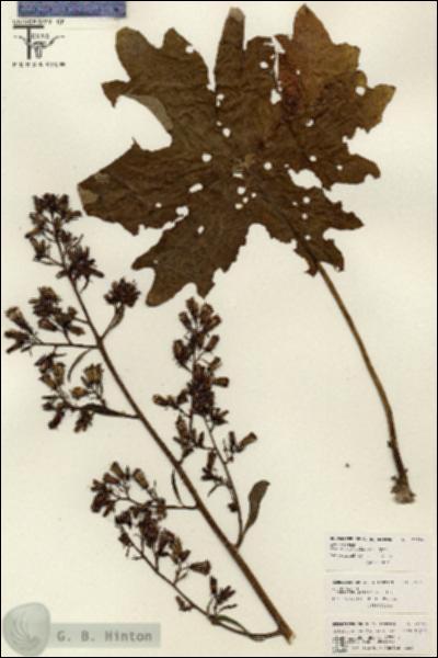 URN_catalog_HBHinton_herbarium_26198.jpg.jpg