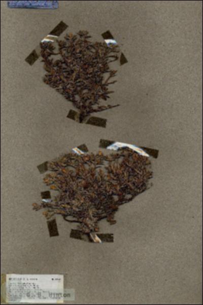 URN_catalog_HBHinton_herbarium_18168.jpg.jpg