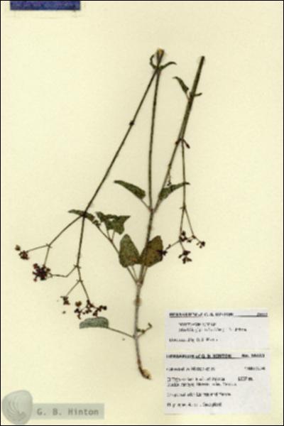 URN_catalog_HBHinton_herbarium_28653.jpg.jpg