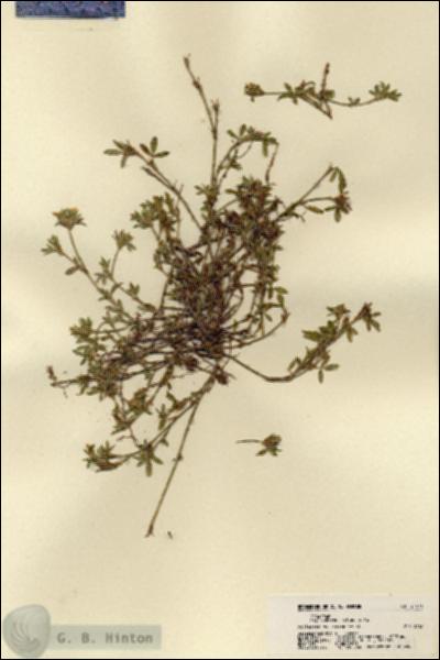 URN_catalog_HBHinton_herbarium_21471.jpg.jpg