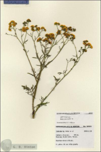 URN_catalog_HBHinton_herbarium_28563.jpg.jpg