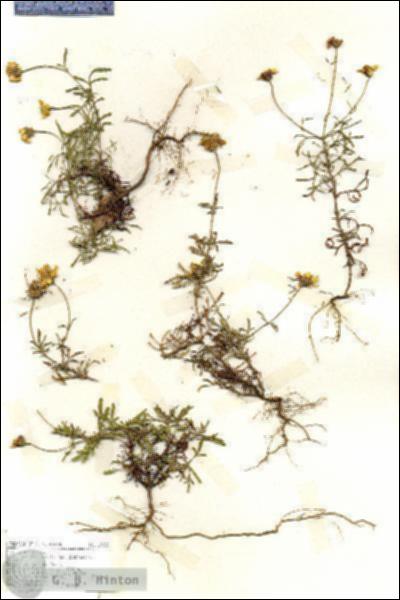 URN_catalog_HBHinton_herbarium_19202.jpg.jpg