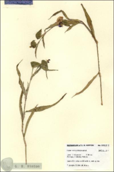 URN_catalog_HBHinton_herbarium_27812.jpg.jpg