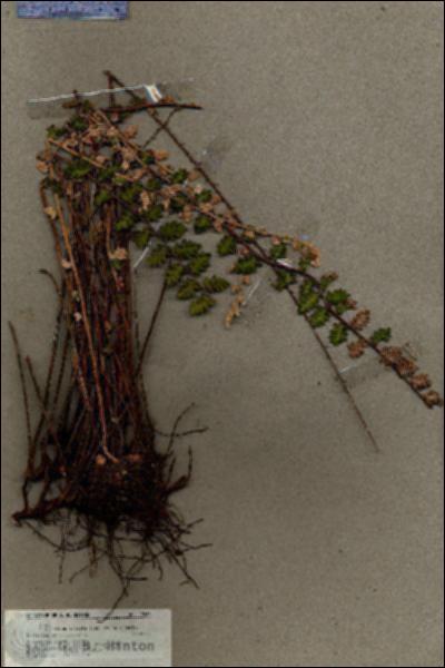 URN_catalog_HBHinton_herbarium_19662.jpg.jpg