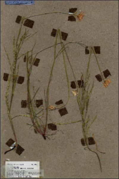 URN_catalog_HBHinton_herbarium_19013.jpg.jpg