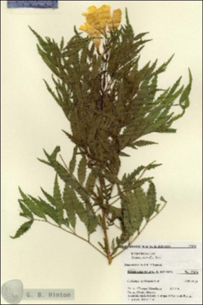URN_catalog_HBHinton_herbarium_27476.jpg.jpg